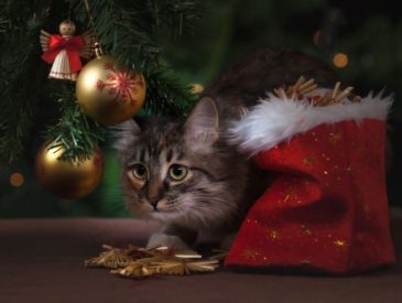 xtmas cat