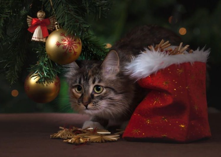 xtmas cat