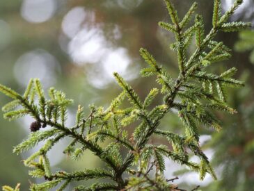 Decorating the Perfect Christmas Tree: Memories That Last