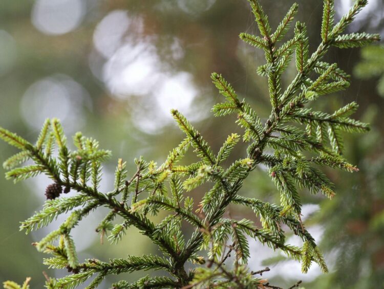 Decorating the Perfect Christmas Tree: Memories That Last